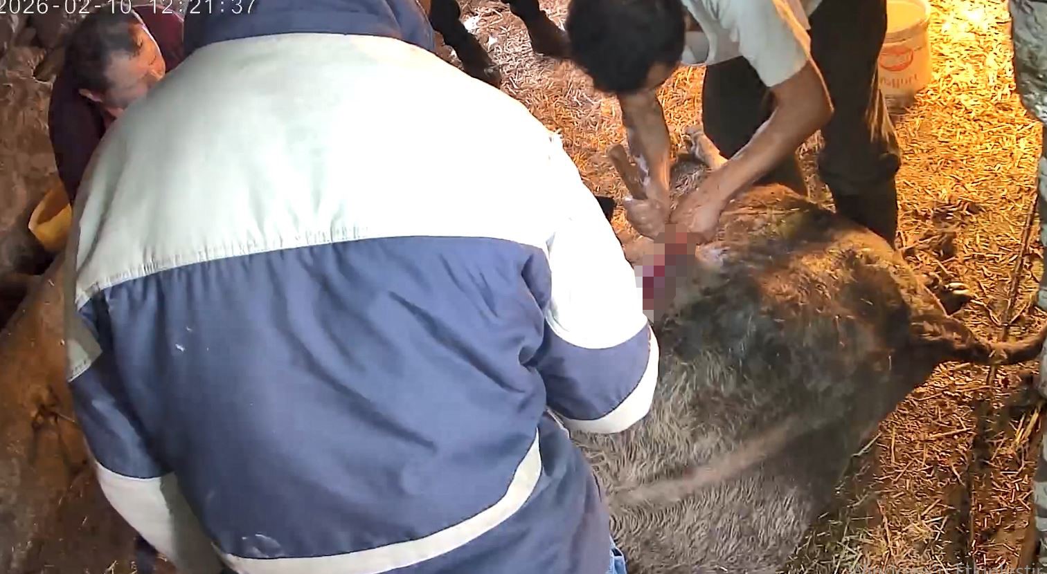 Doğum yapmakta zorlandığı için ekmek bıçağı ile ameliyat edilip sezaryen yapılan inek telef oldu 8 dogum yapmakta zorlandigi icin ekmek bicagi ile ameliyat edilip sezaryen yapilan inek telef oldu 5nGgJusL