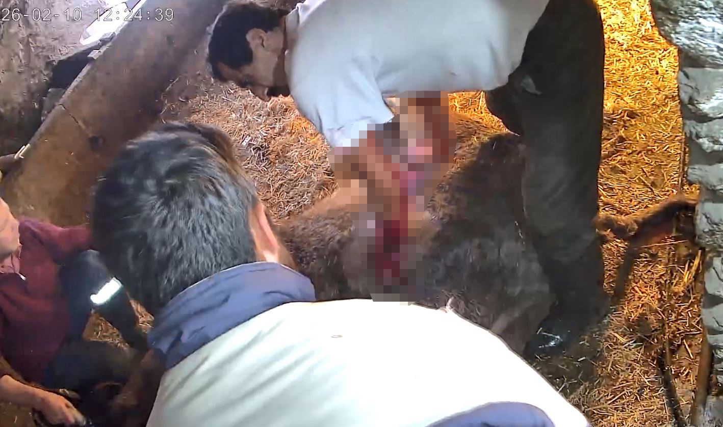 Doğum yapmakta zorlandığı için ekmek bıçağı ile ameliyat edilip sezaryen yapılan inek telef oldu 5 dogum yapmakta zorlandigi icin ekmek bicagi ile ameliyat edilip sezaryen yapilan inek telef oldu urOTp4MM