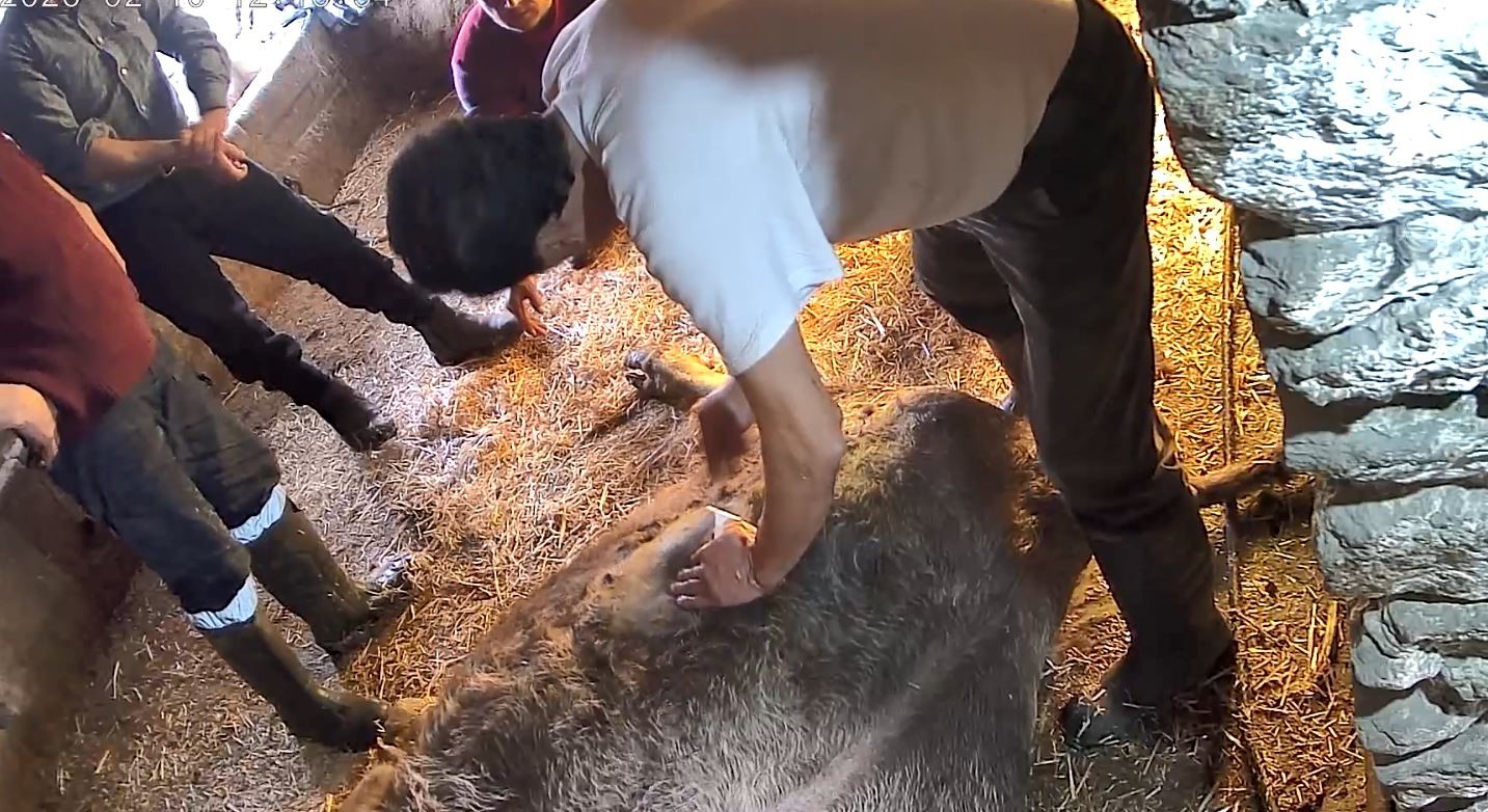 Doğum yapmakta zorlandığı için ekmek bıçağı ile ameliyat edilip sezaryen yapılan inek telef oldu 7 dogum yapmakta zorlandigi icin ekmek bicagi ile ameliyat edilip sezaryen yapilan inek telef oldu yjFYwgcp