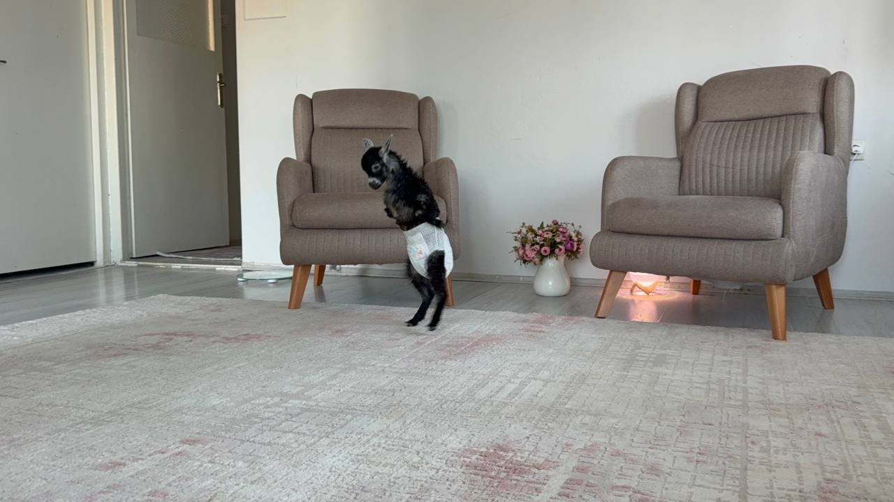dogustan engelli yavru keciyi sahiplenip evlatlari gibi buyutuyorlar 1 fQkHbKyk