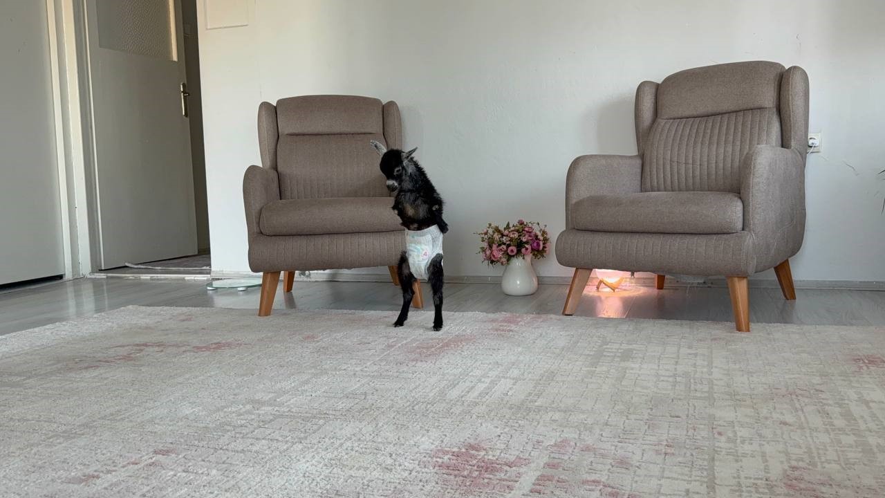 dogustan engelli yavru keciyi sahiplenip evlatlari gibi buyutuyorlar 2 NDuvqUSn