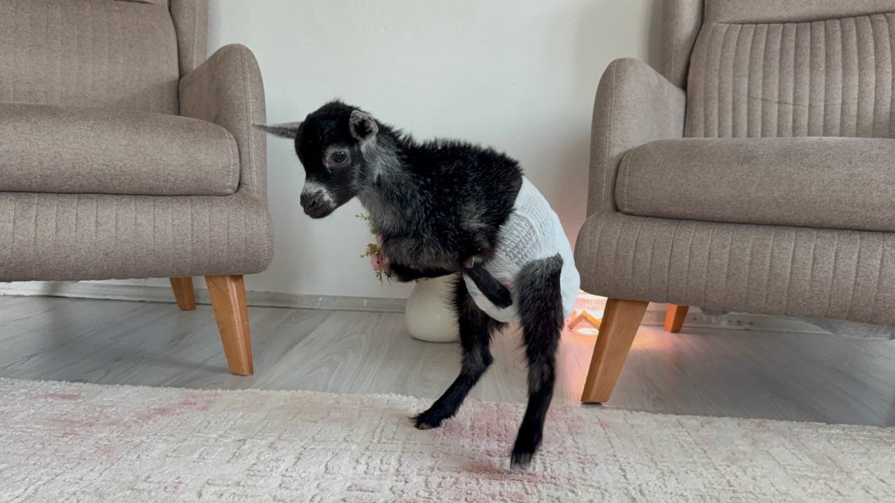 dogustan engelli yavru keciyi sahiplenip evlatlari gibi buyutuyorlar 3