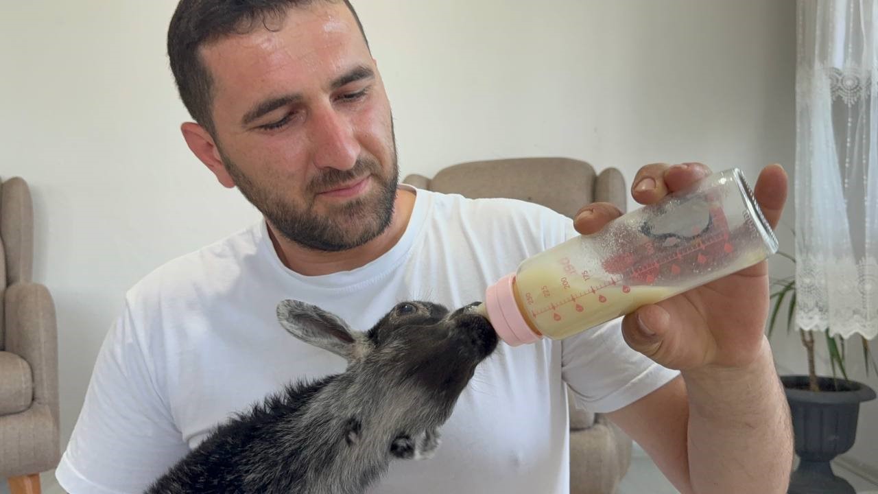 dogustan engelli yavru keciyi sahiplenip evlatlari gibi buyutuyorlar 5 iDhZlqqL