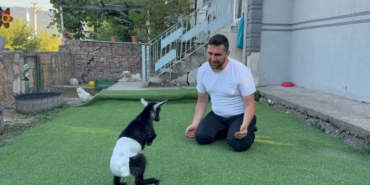 dogustan-engelli-yavru-keciyi-sahiplenip-evlatlari-gibi-buyutuyorlar-cBZWOOLU.jpg