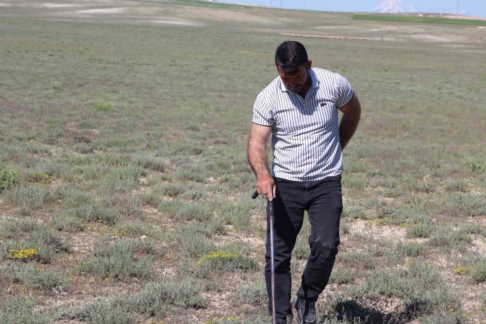 dolaman kurdu gunde 60 bin liralik mantar buluyor 2