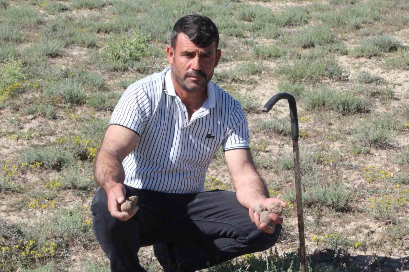 dolaman kurdu gunde 60 bin liralik mantar buluyor 3