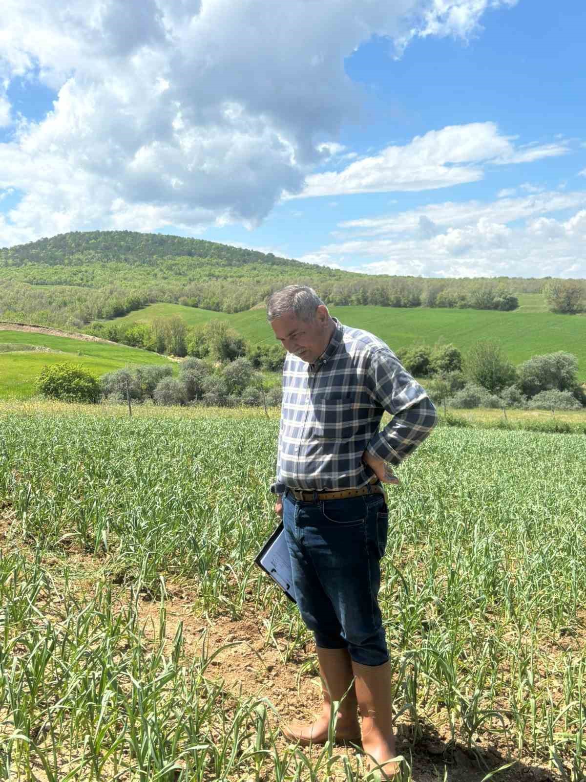 dolu yagisi sonrasi hasar alan sarimsak tarlalarinda inceleme yapildi 2 uIfsivXH