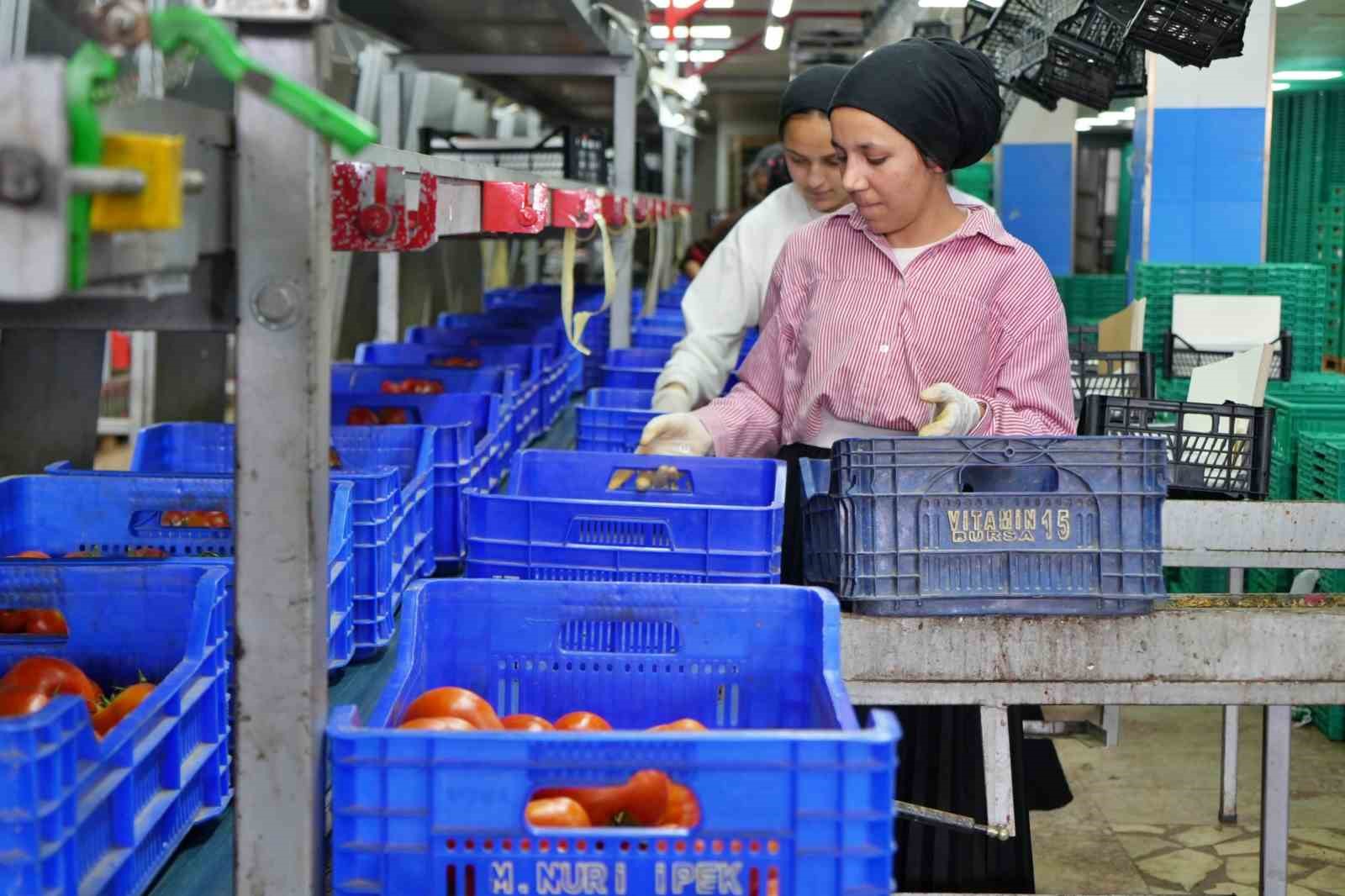 domateste uretim planlamasi fiyat dengesinin anahtari 2 Ytgewe6I