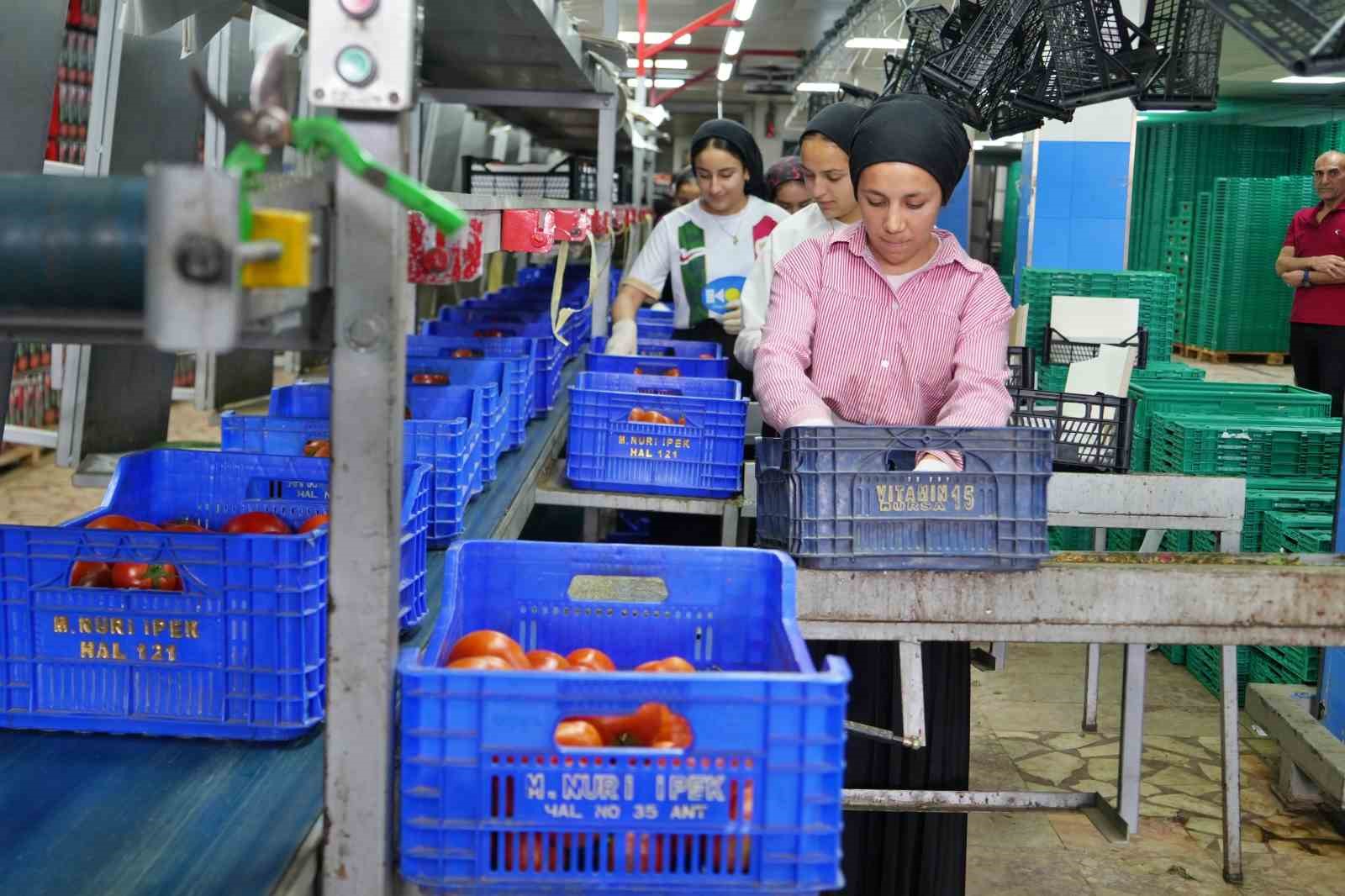 domateste uretim planlamasi fiyat dengesinin anahtari 3 Vqpezz6k