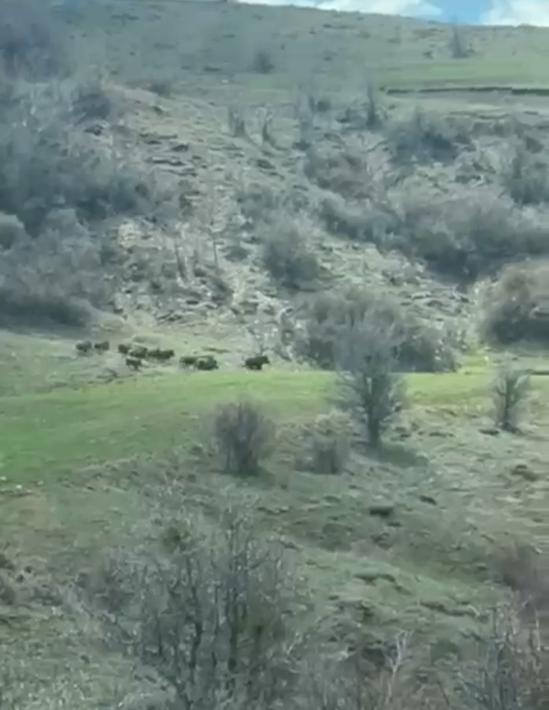 domuz surusu ciftcinin kamerasina yansidi 1 CNeX2ijh