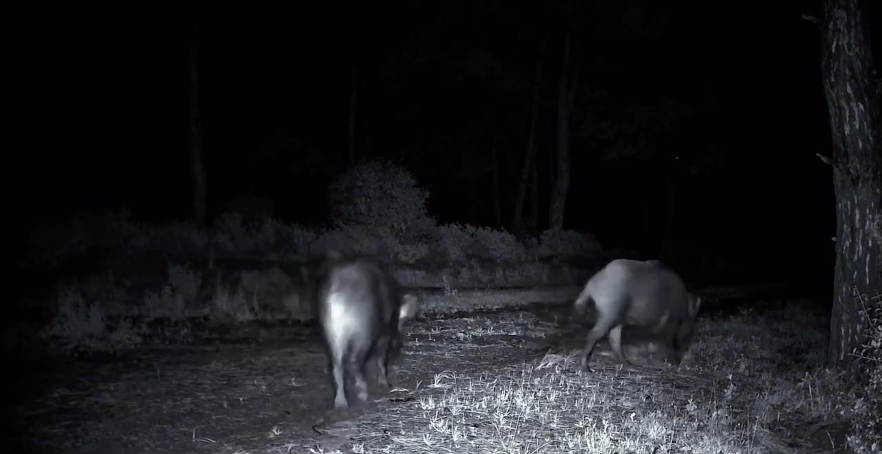 Domuz sürüsü fotokapana yakalandı 4 domuz surusu fotokapana yakalandi 0