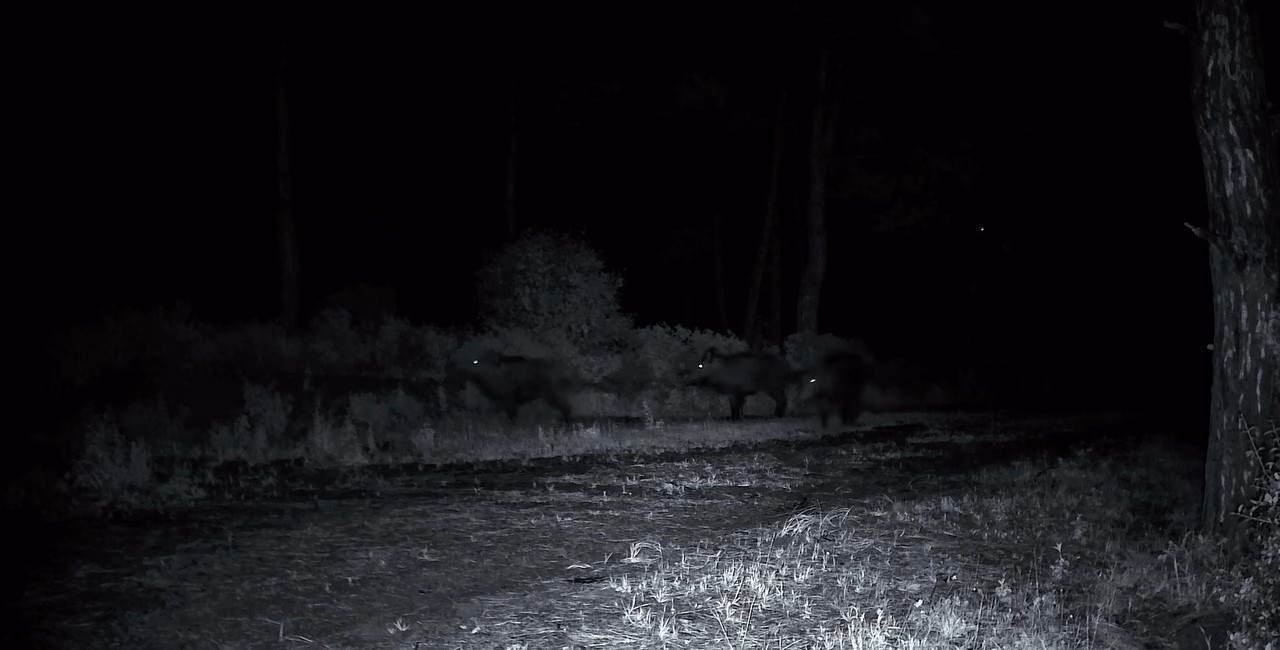Domuz sürüsü fotokapana yakalandı 5 domuz surusu fotokapana yakalandi 1 kqKggW4a