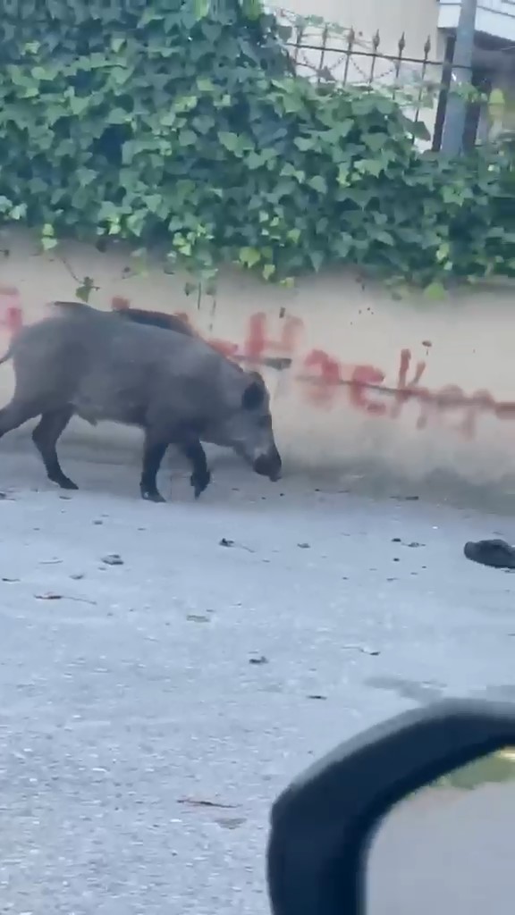 domuzlar yerlesim yerine inerek yiyecek aradi 1 AEv11eyO