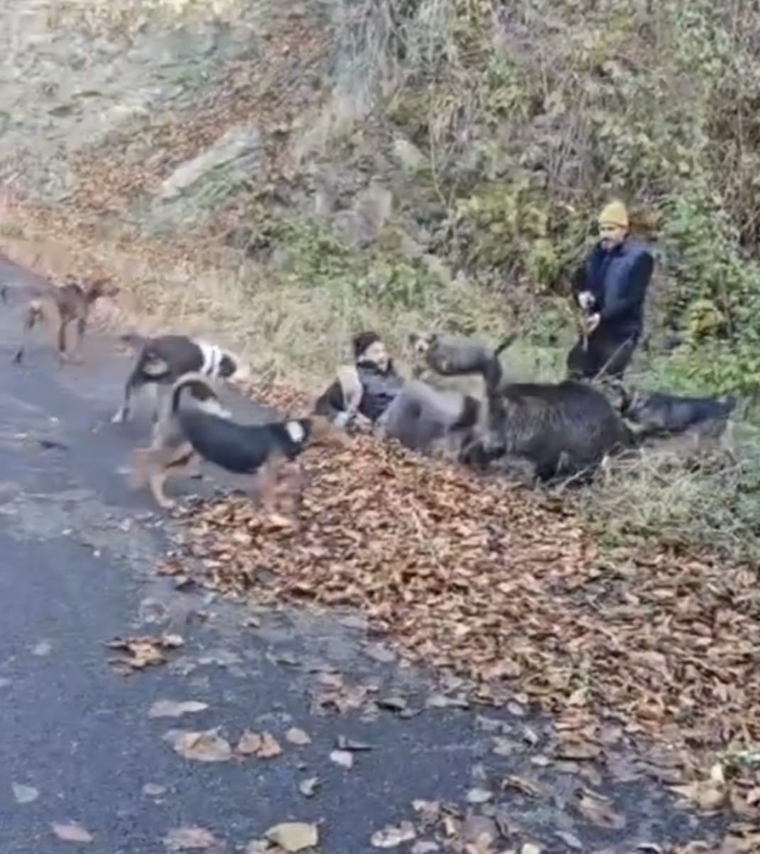 domuzun saldirisindan avci arkadaslari kurtardi 2 a44PKC9v