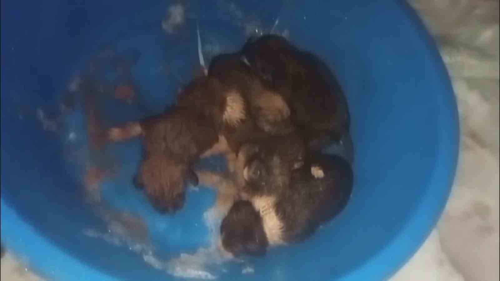 Dondurucu soğukta ölümü bekleyen yavru köpekleri itfaiye kurtardı 6 dondurucu sogukta olumu bekleyen yavru kopekleri itfaiye kurtardi 2