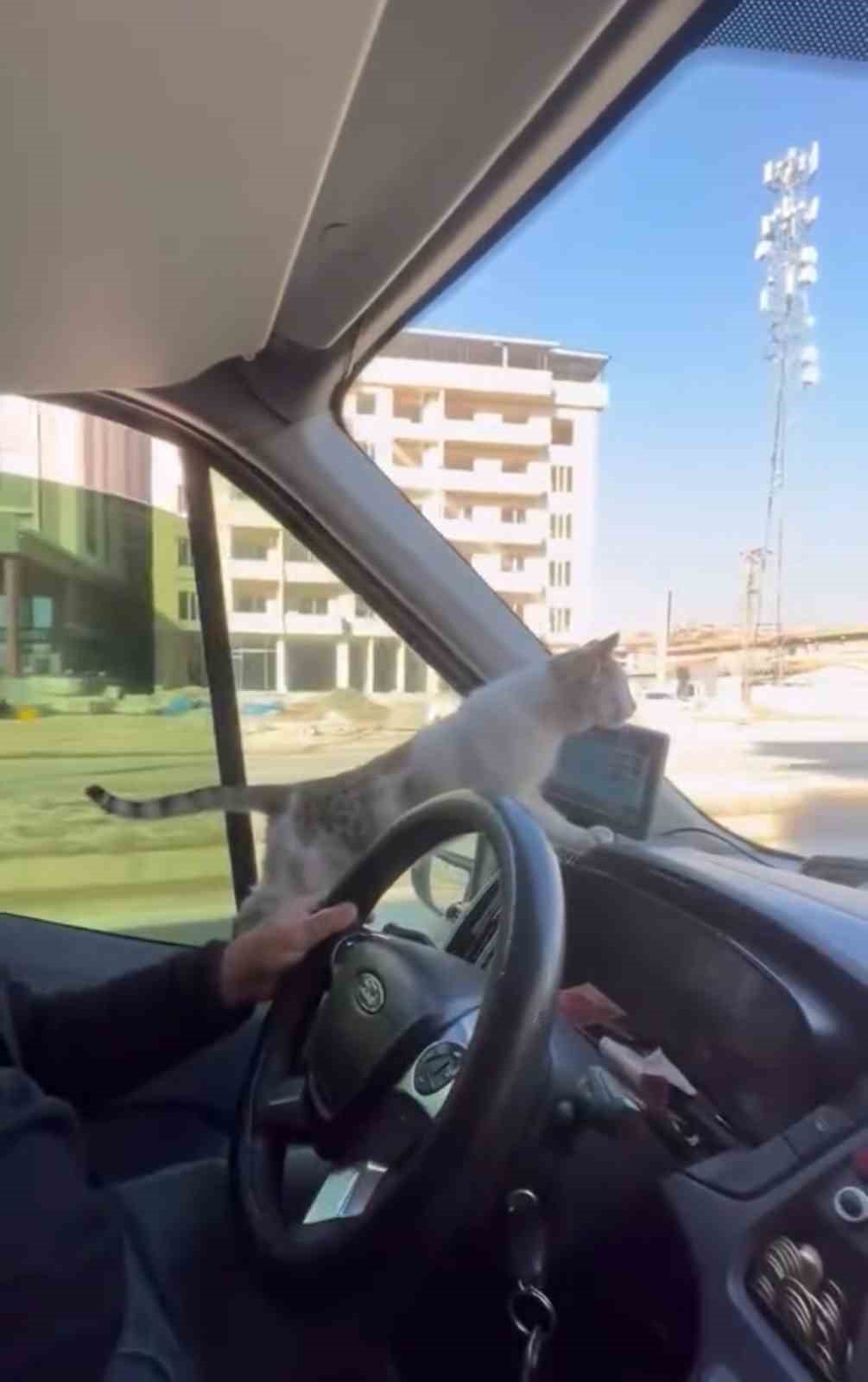 Donmak üzere olan kediyi aracına aldı: Şoförün duyarlı hareketi yolcuların takdirini topladı 4 donmak uzere olan kediyi aracina aldi soforun duyarli hareketi yolcularin takdirini topladi 0 MSIymInj