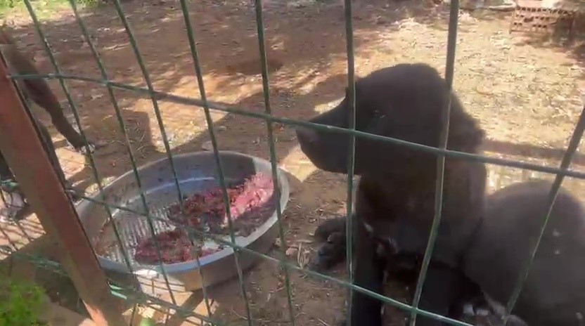 dovus kopegi uretip yavrularin kulaklarini kesen isletmeye 323 bin tl ceza 10