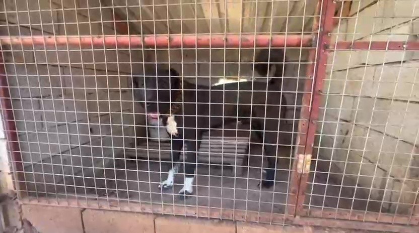 dovus kopegi uretip yavrularin kulaklarini kesen isletmeye 323 bin tl ceza 9