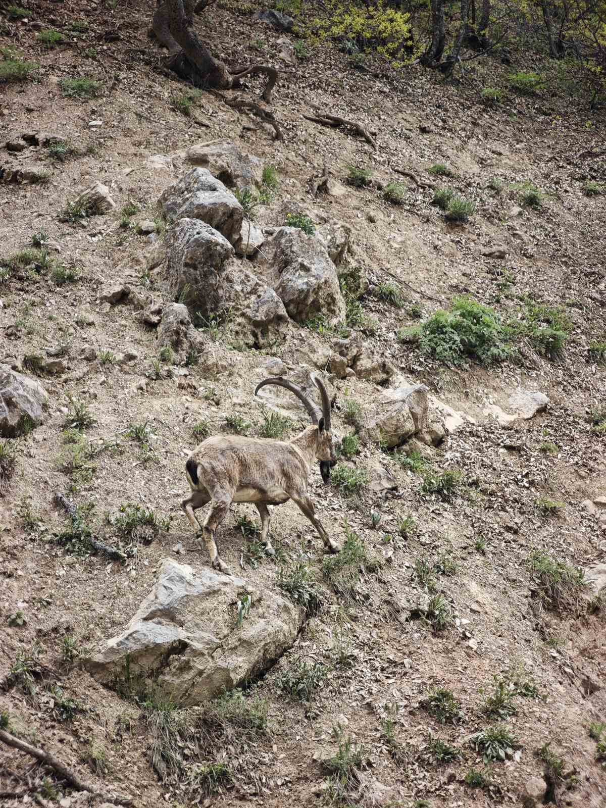 dronu gorunce kacan dag kecileri goruntulendi 0 e7PY1nQw