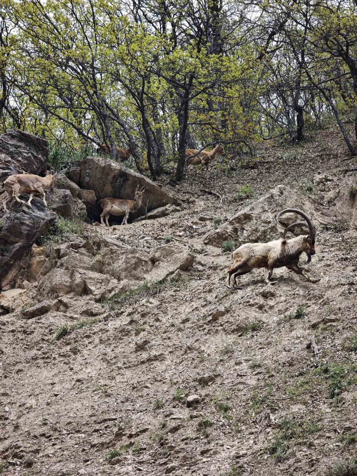 dronu gorunce kacan dag kecileri goruntulendi 1 gye8DWpI