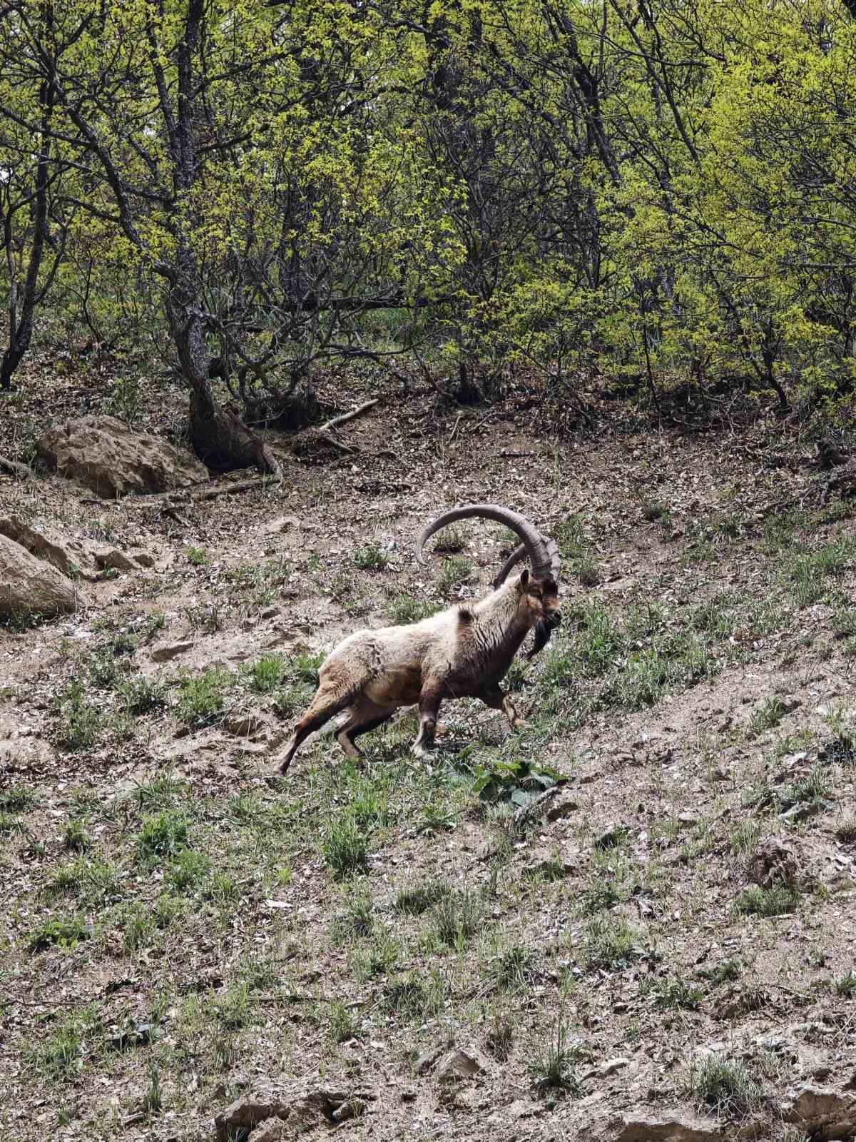 dronu gorunce kacan dag kecileri goruntulendi 2 kEX3KssO