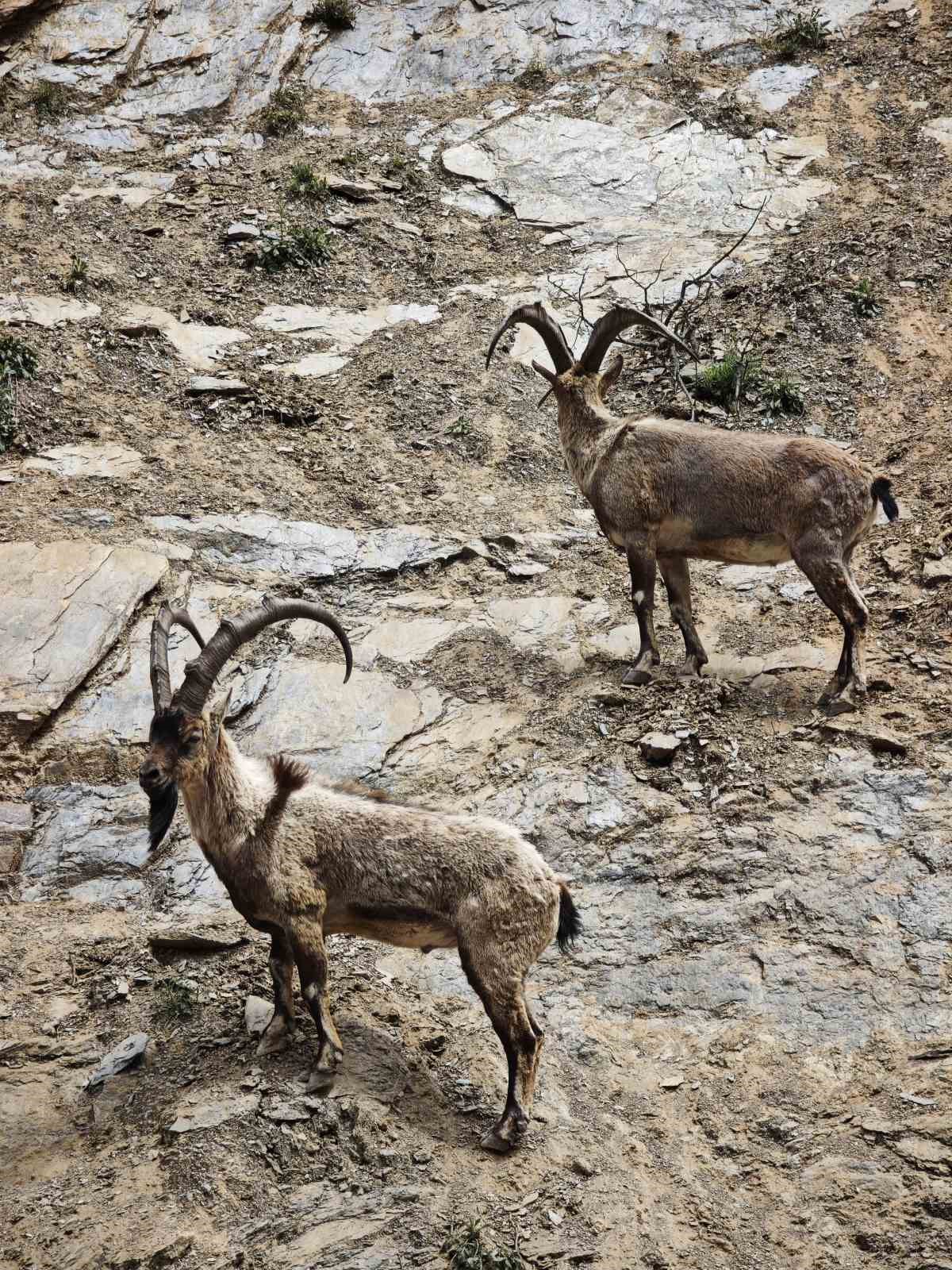dronu gorunce kacan dag kecileri goruntulendi 3 mgLy6AZV