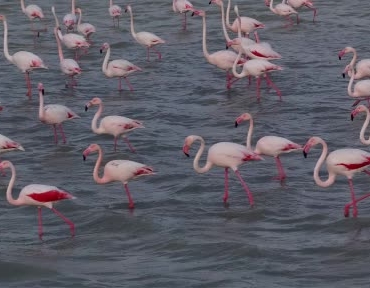 duden-golunde-flamingolar-gorsel-solen-olusturdu-7SZqJm1O.jpg