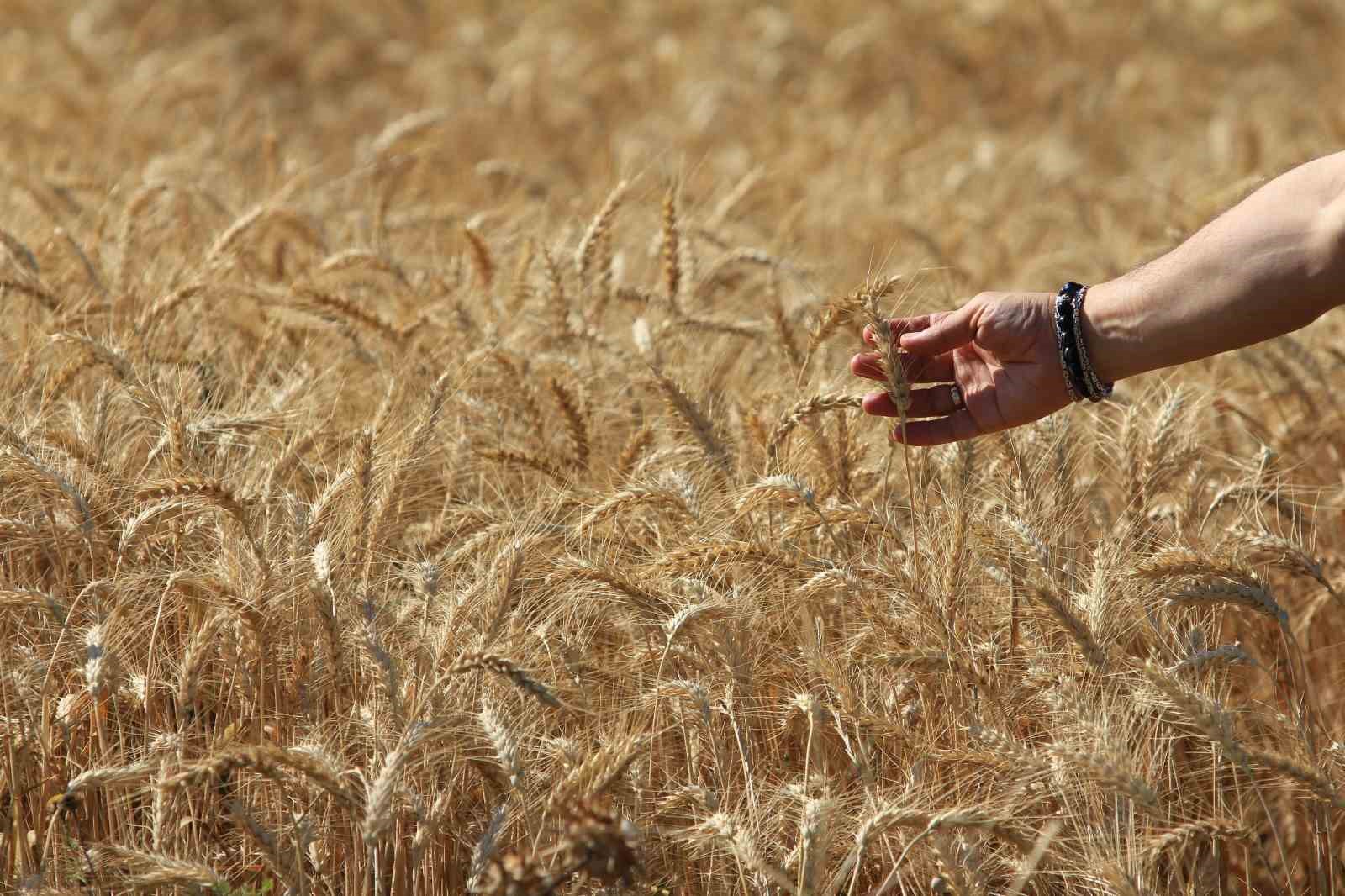 dunya tahil uretiminde 133 milyon ton artisla rekor bekleniyor 1 KO3t2MCh