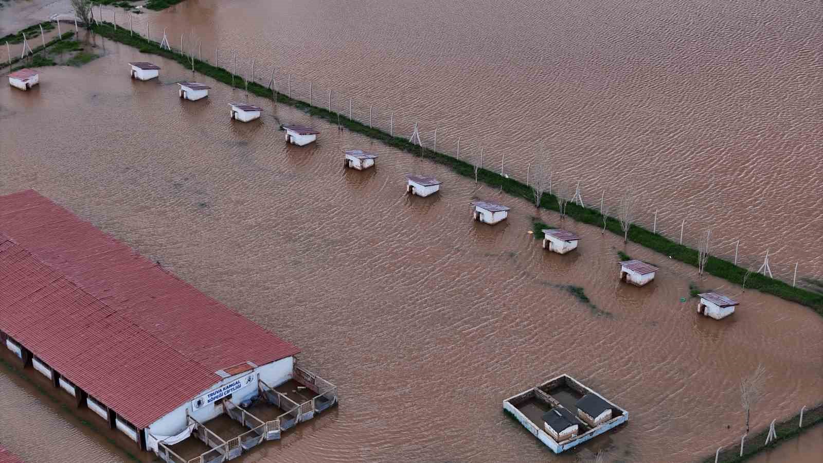 dunyaca unlu anadolu aslanlarinin yuvalari sular altinda kaldi 1