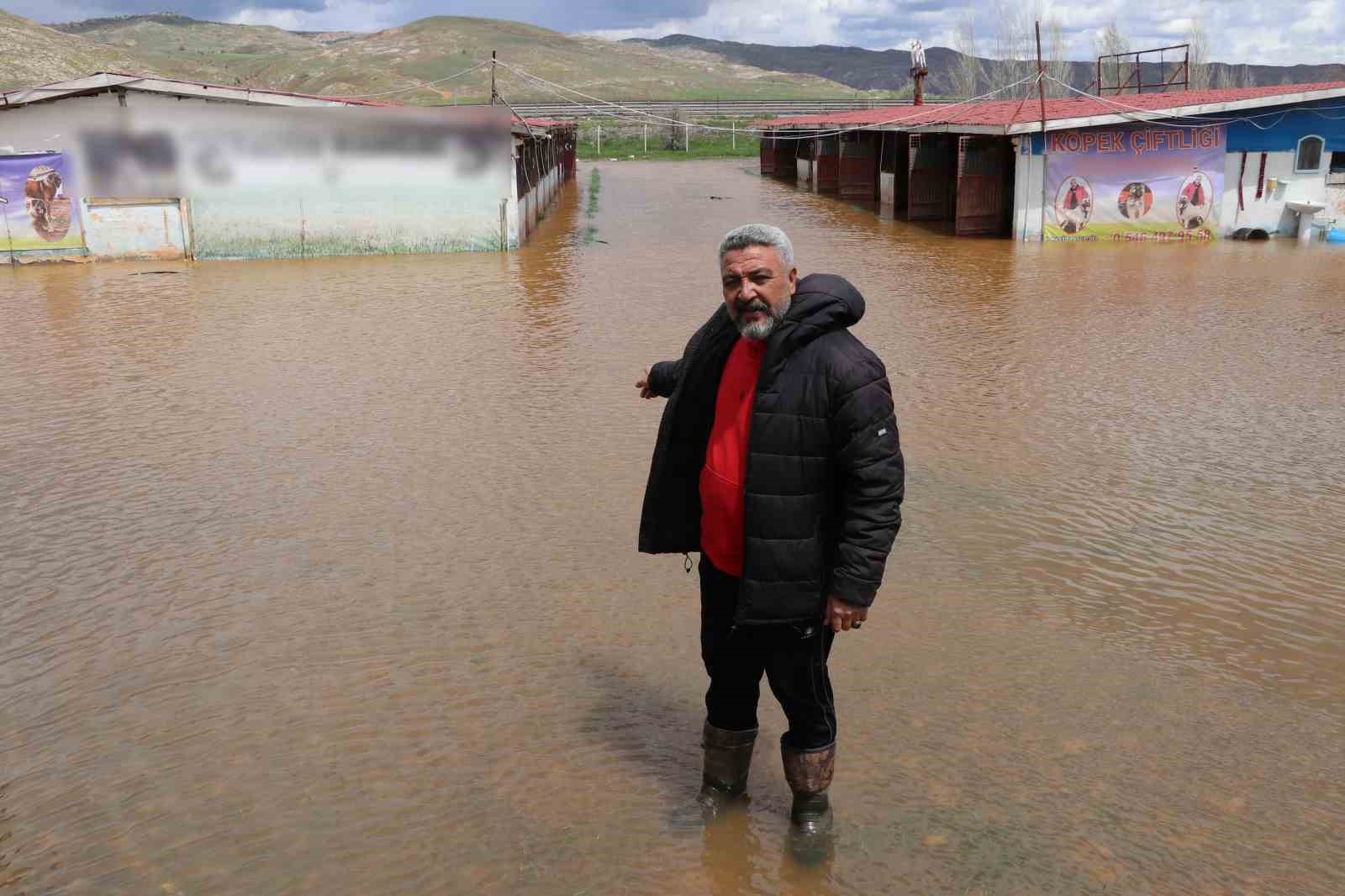 dunyaca unlu anadolu aslanlarinin yuvalari sular altinda kaldi 5 hVpPlNt6