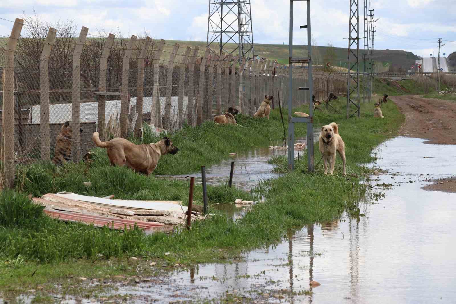 dunyaca unlu anadolu aslanlarinin yuvalari sular altinda kaldi 7 7U3yJhwu