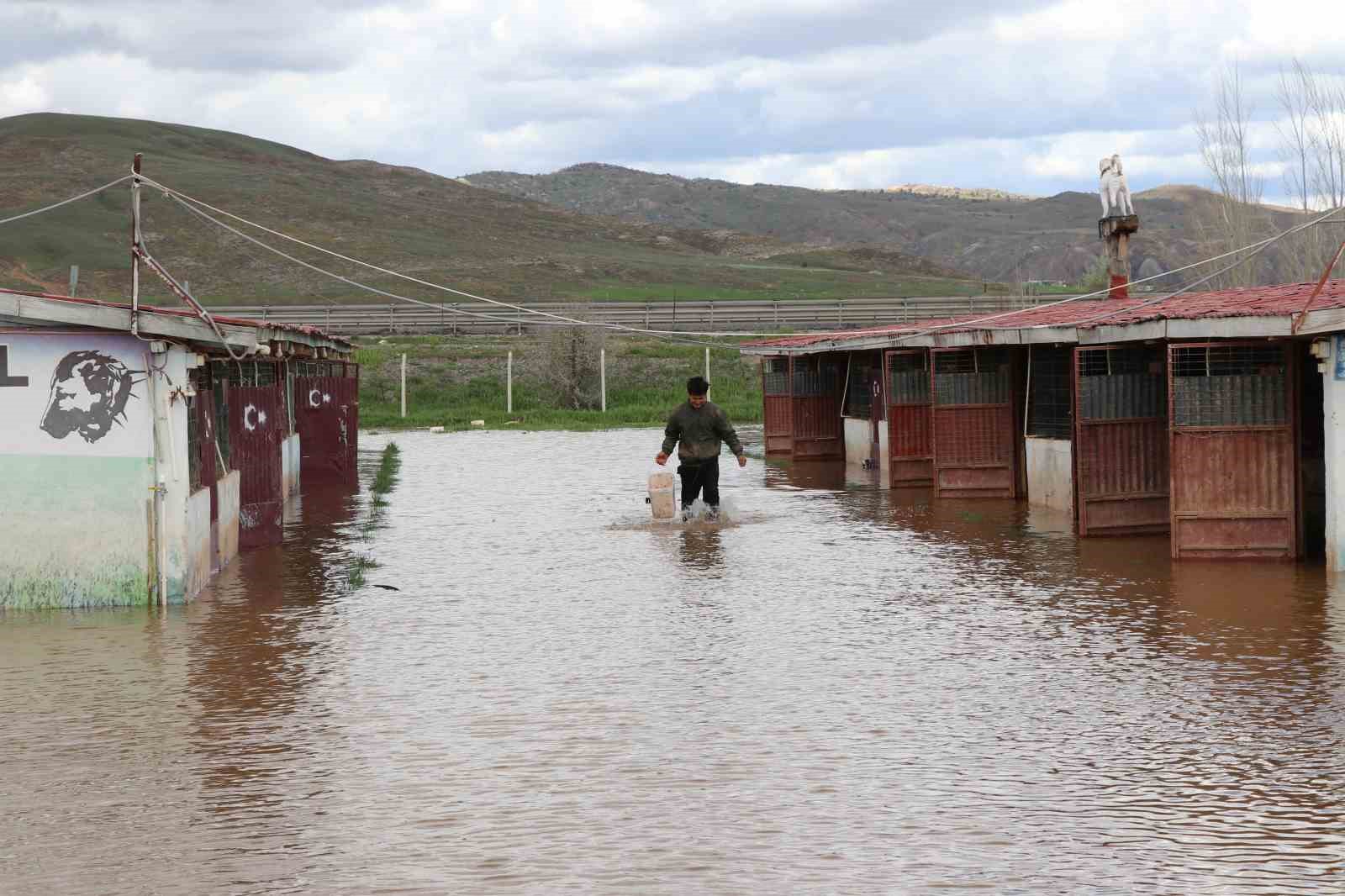 dunyaca unlu anadolu aslanlarinin yuvalari sular altinda kaldi 8