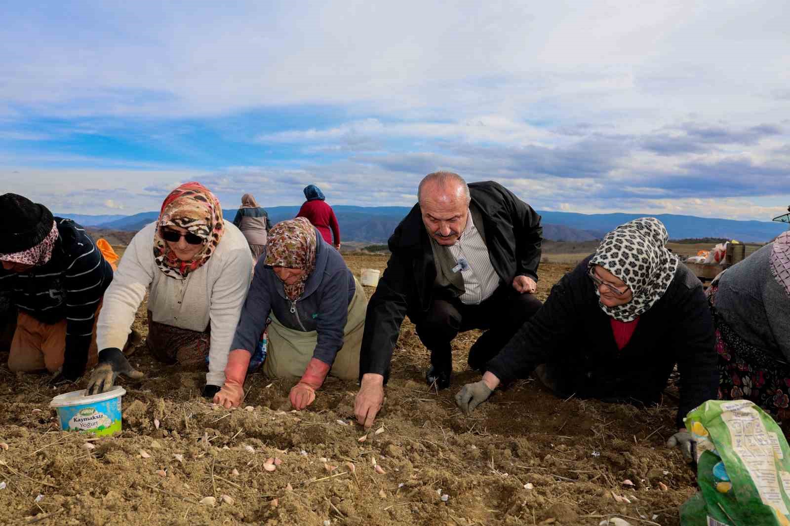 dunyaca unlu taskopru sarimsaginin ekim sezonu erken basladi 0 227R5e6R