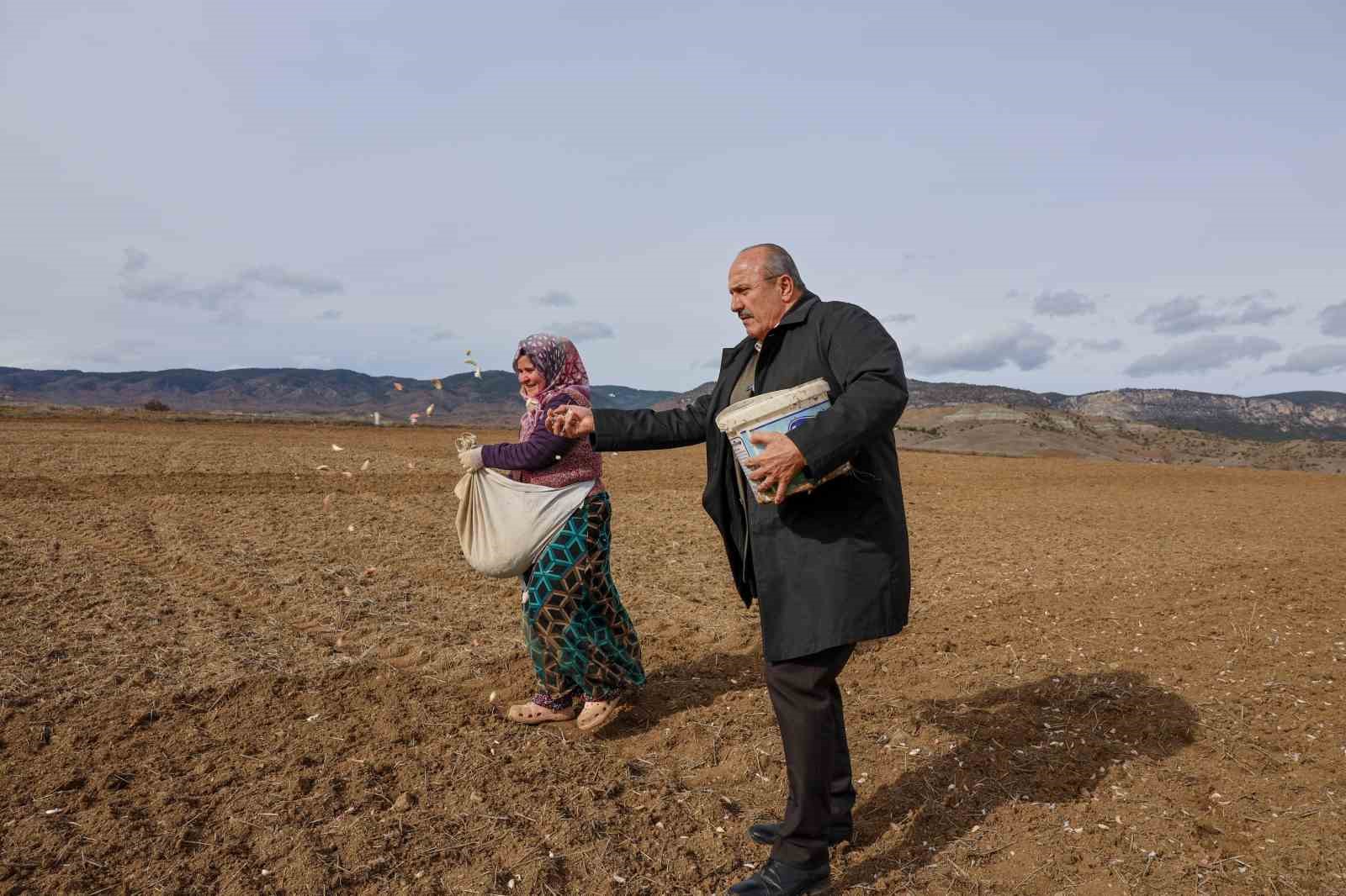 dunyaca unlu taskopru sarimsaginin ekim sezonu erken basladi 1 iLFFsOHs