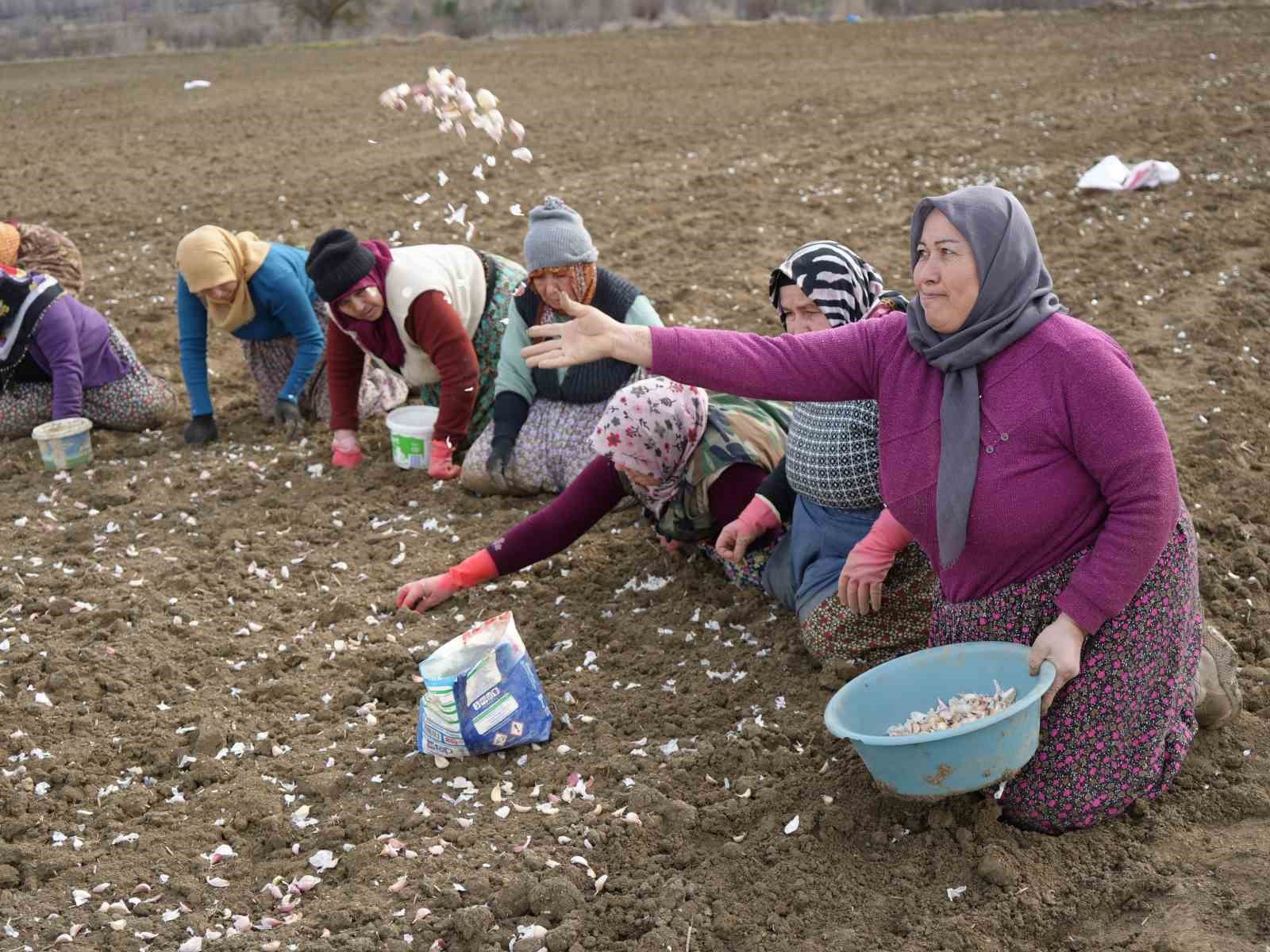 dunyaca unlu taskopru sarimsaginin ekim sezonu erken basladi 11 yIzcD6h4