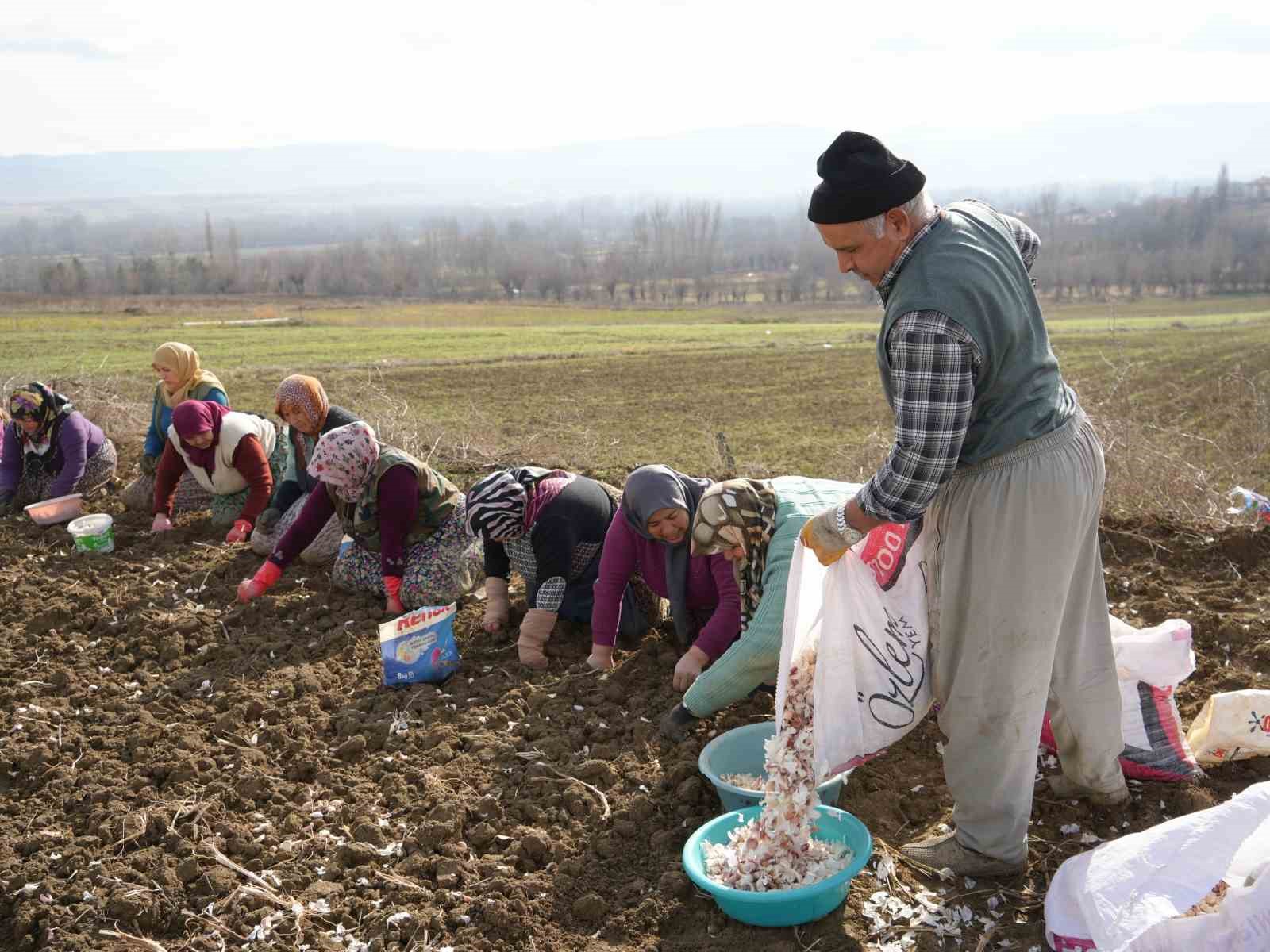 dunyaca unlu taskopru sarimsaginin ekim sezonu erken basladi 12 OHFw1VP7