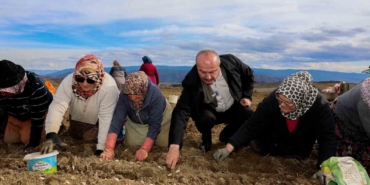 dunyaca-unlu-taskopru-sarimsaginin-ekim-sezonu-erken-basladi-16C3waw3.jpg