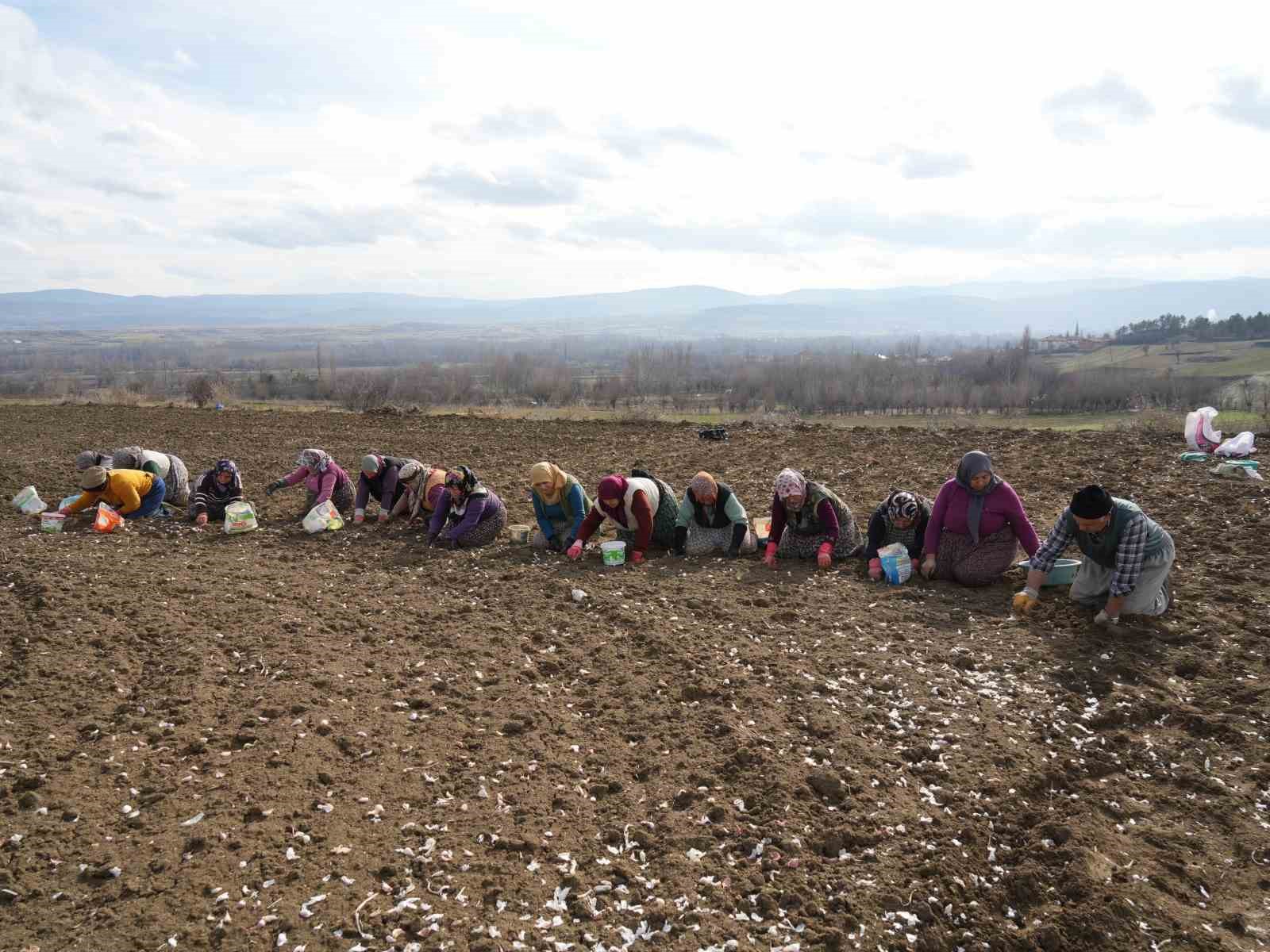 dunyaca unlu taskopru sarimsaginin ekim sezonu erken basladi 4 vsGNi2r9