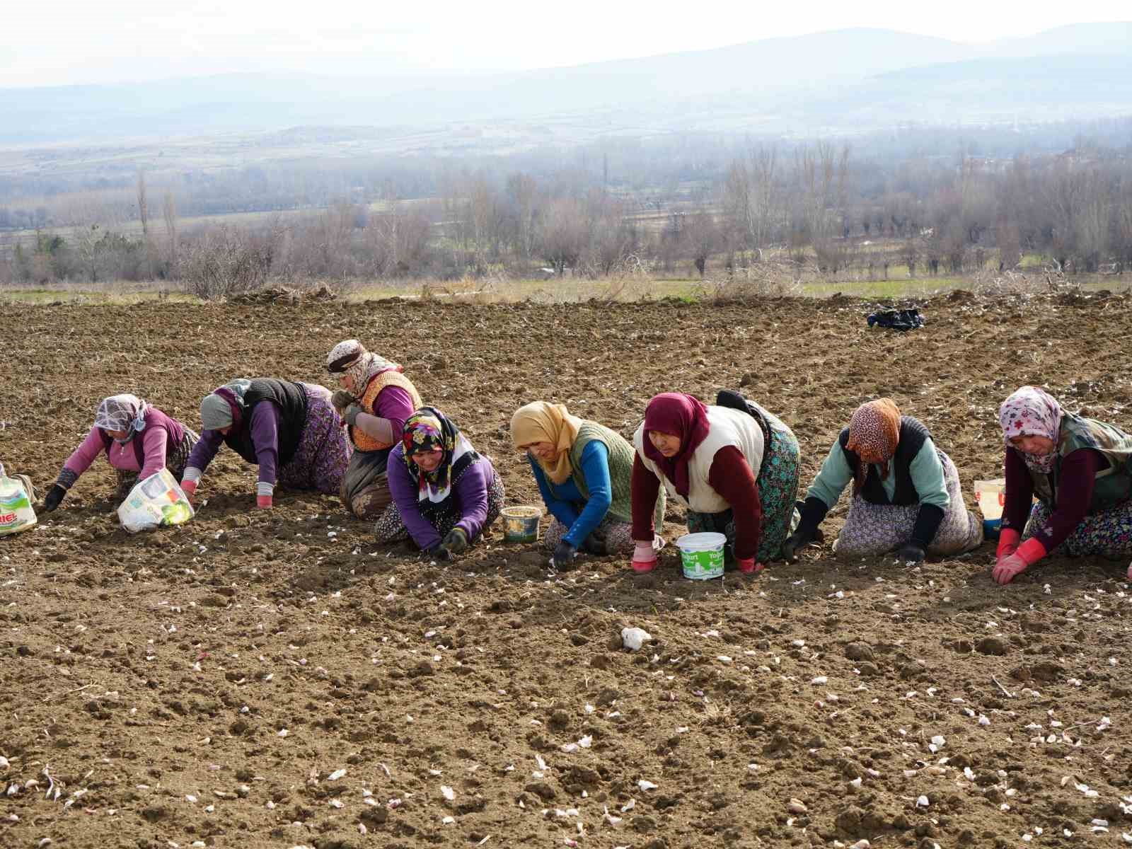 dunyaca unlu taskopru sarimsaginin ekim sezonu erken basladi 5 AtsGWsqq