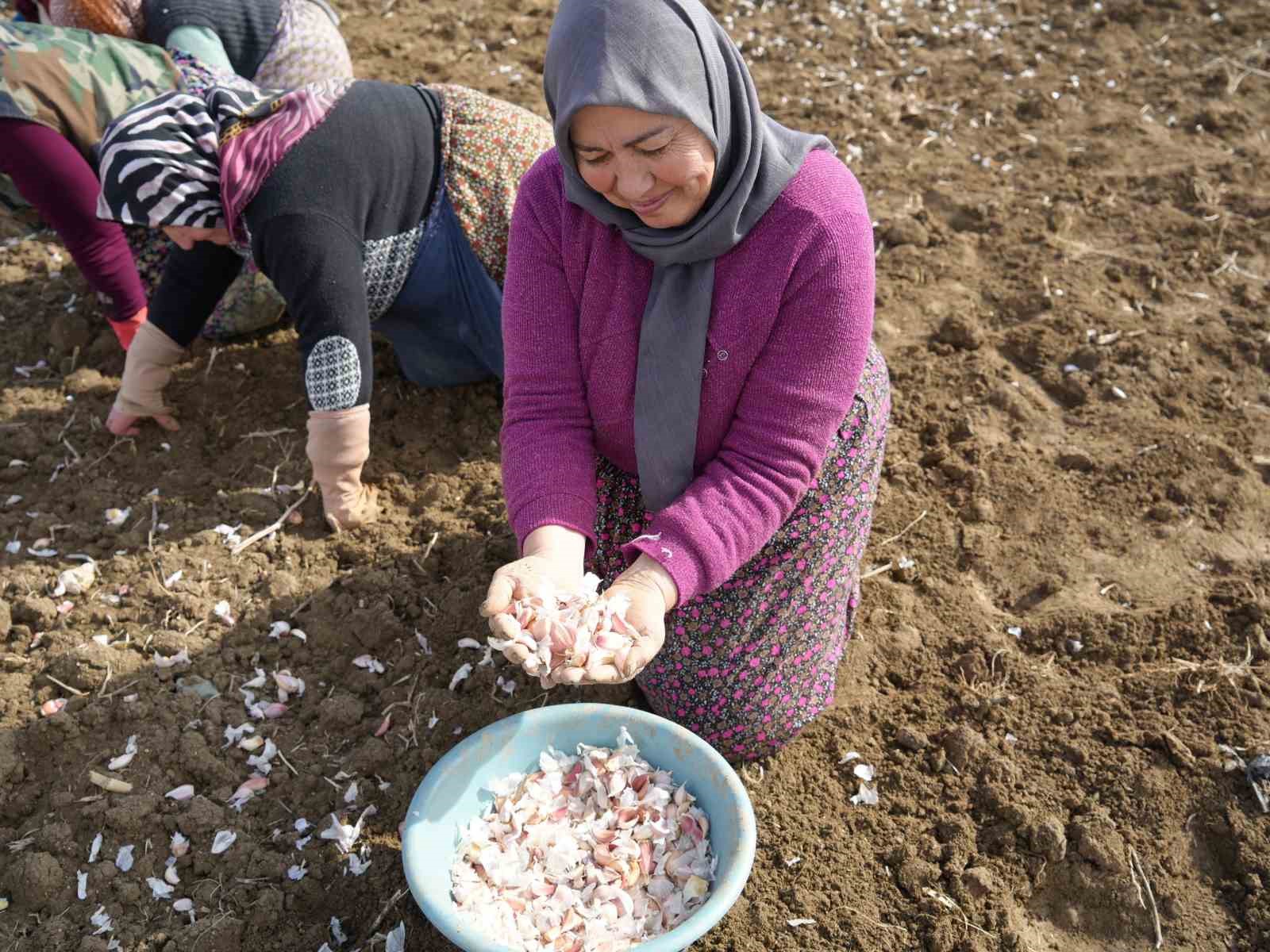 dunyaca unlu taskopru sarimsaginin ekim sezonu erken basladi 6 7qBvTCbn