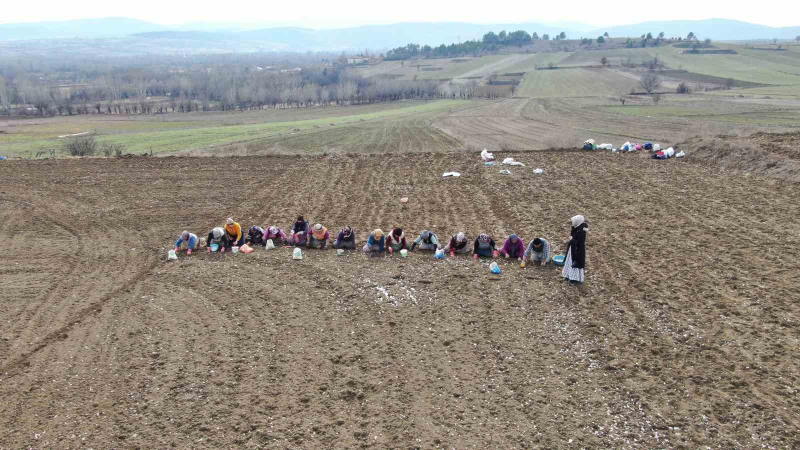 dunyaca unlu taskopru sarimsaginin ekim sezonu erken basladi 8 CvmF4y2A