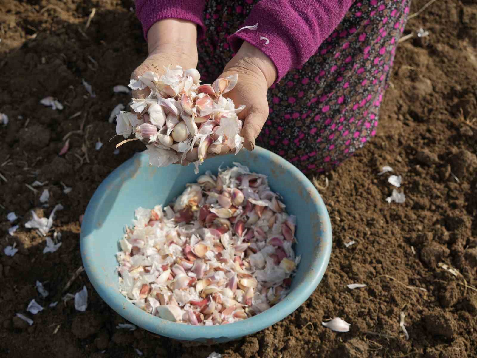 dunyaca unlu taskopru sarimsaginin ekim sezonu erken basladi 9 AEEVq4rA