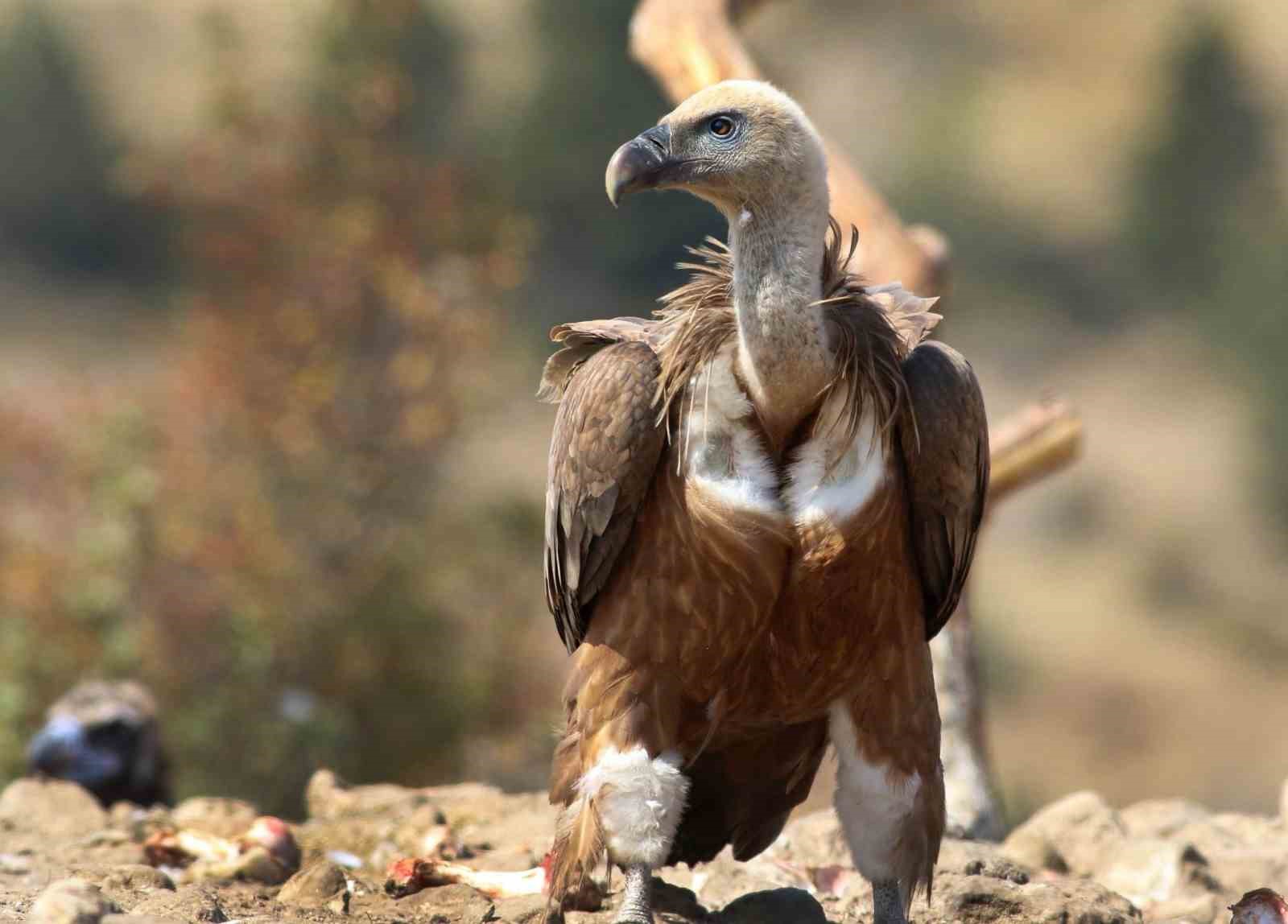dunyada sadece 3 yerde gorulen doga olayi akbabalarin yiyecek dongusu 1 tgajMQsV