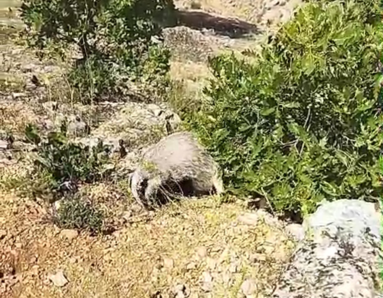 dunyanin en korkusuz hayvani bal porsugunu tek darbeyle bayiltti 0 BWFTaIdd