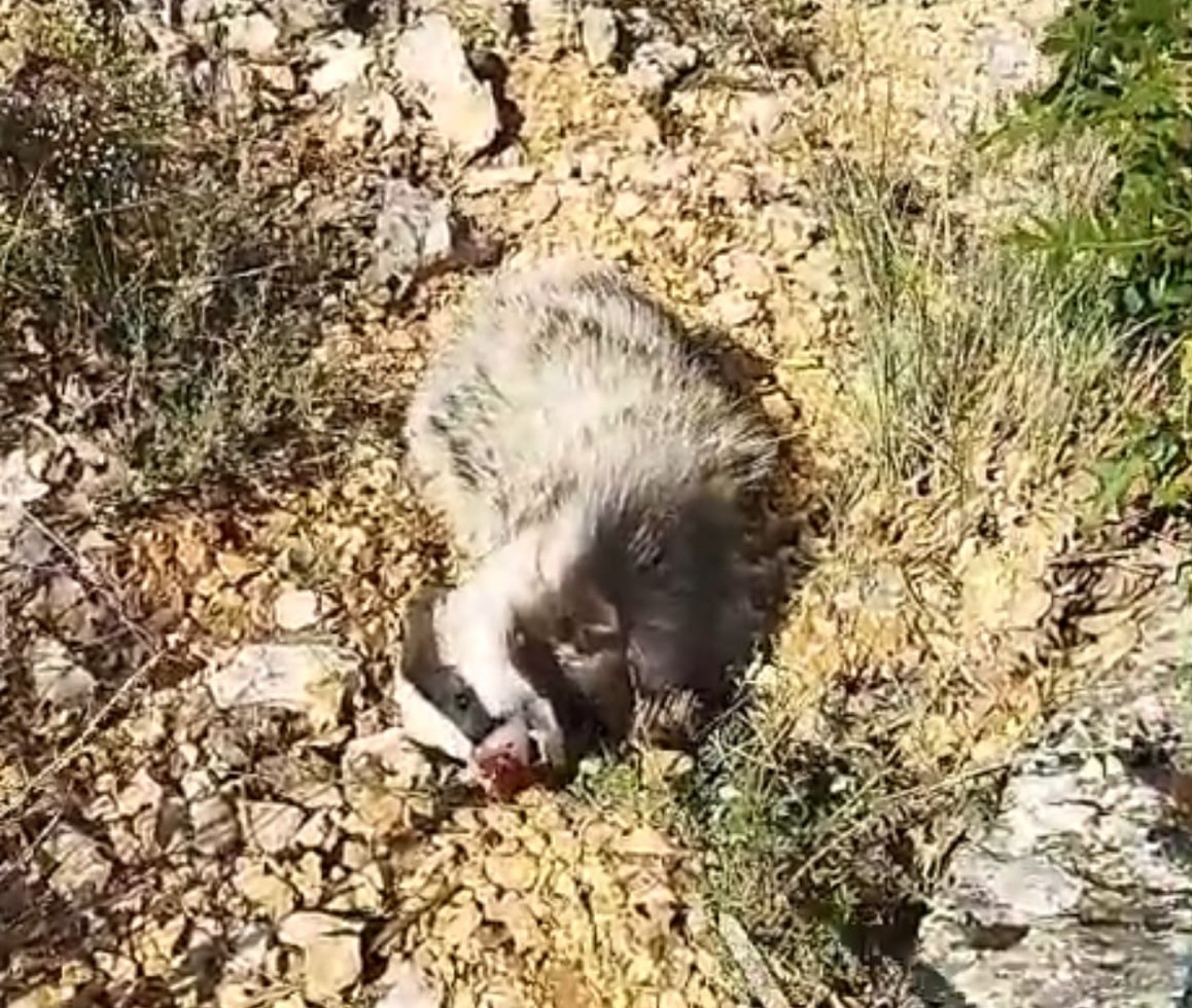 dunyanin en korkusuz hayvani bal porsugunu tek darbeyle bayiltti 1 7zLiqLgl