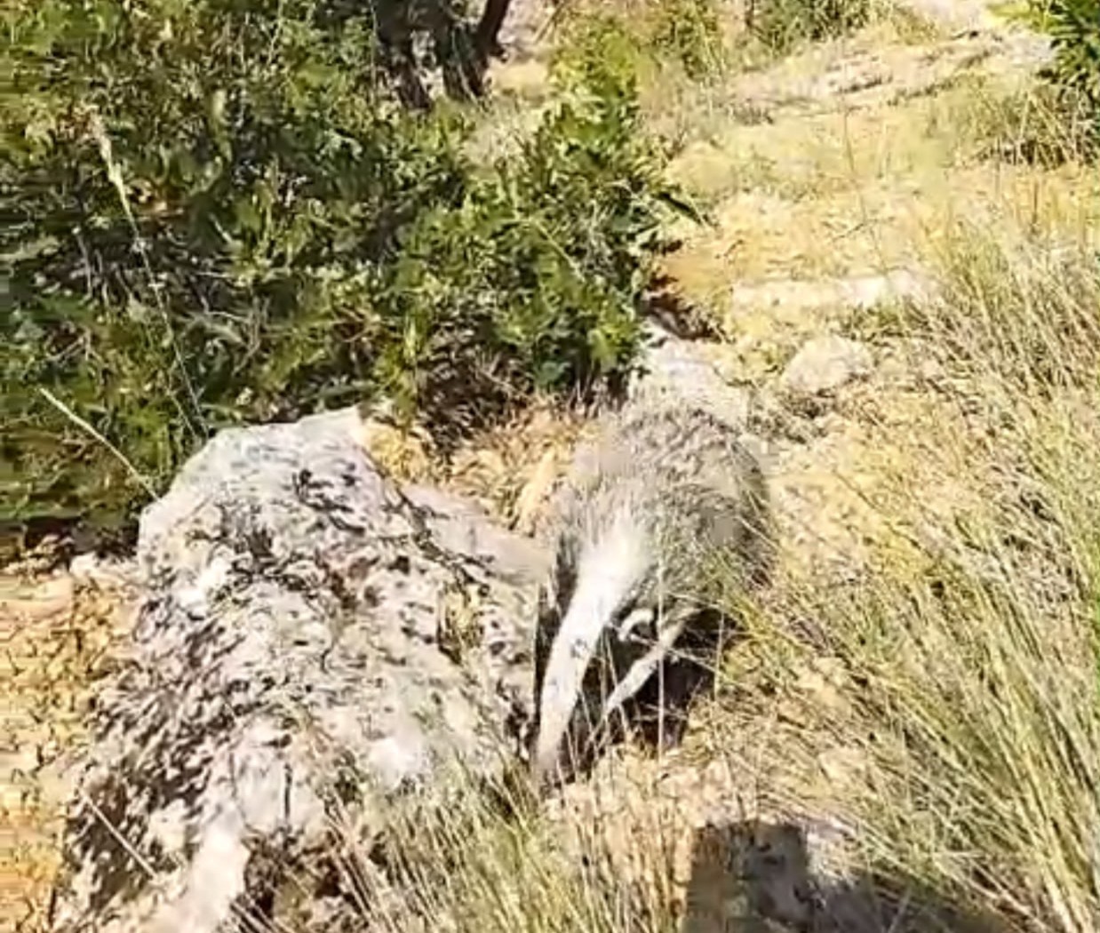 dunyanin en korkusuz hayvani bal porsugunu tek darbeyle bayiltti 2