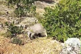 Elazığ’da kar yağışı başladı 1 thumbnail
