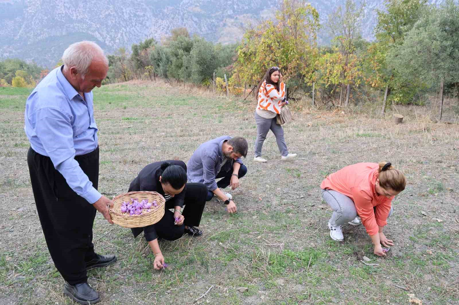 dunyanin en pahali baharati safran adanada hasat edildi 1 k9KFfBIA