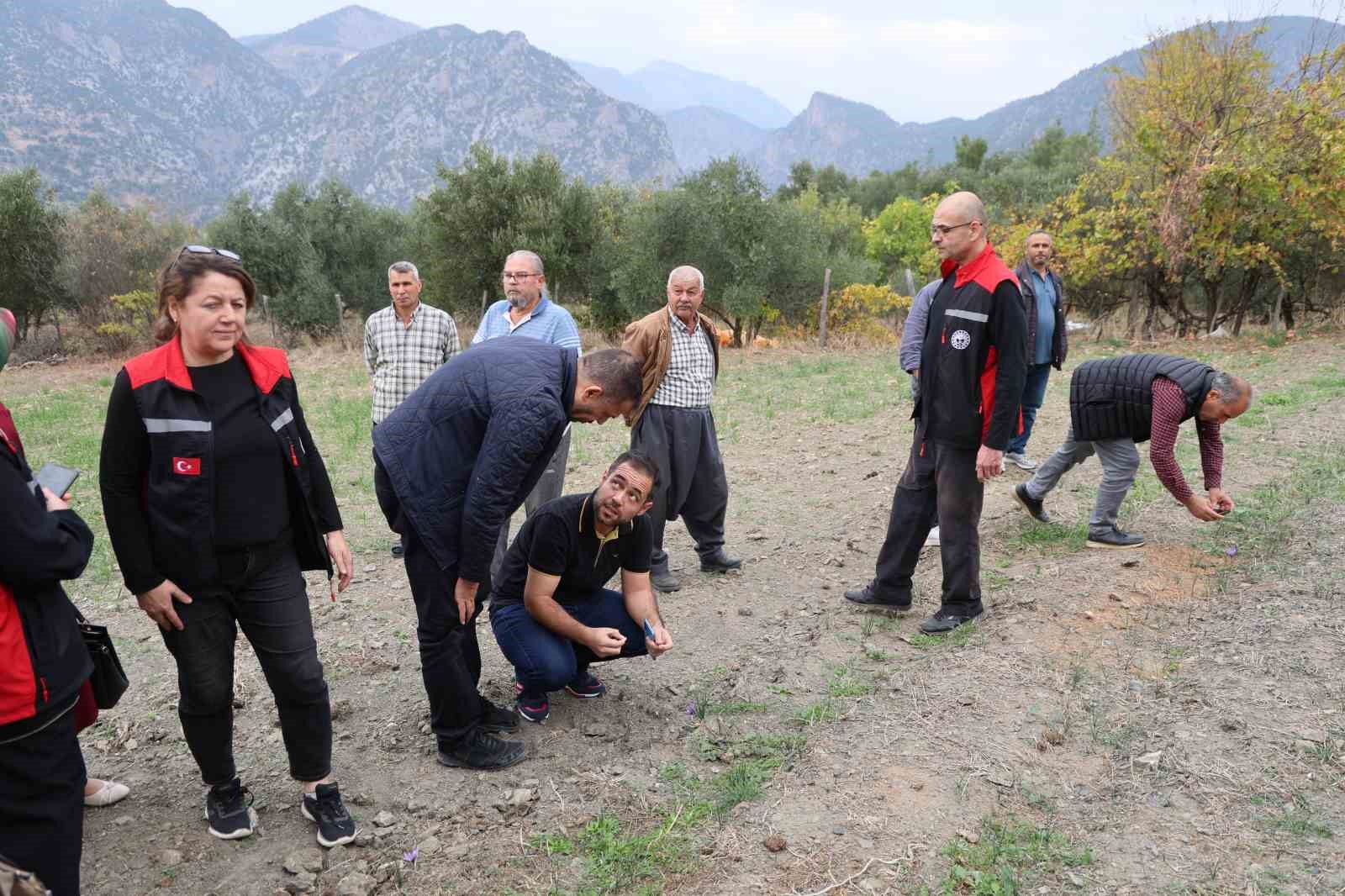 dunyanin en pahali baharati safran adanada hasat edildi 2 RdMXpuzE