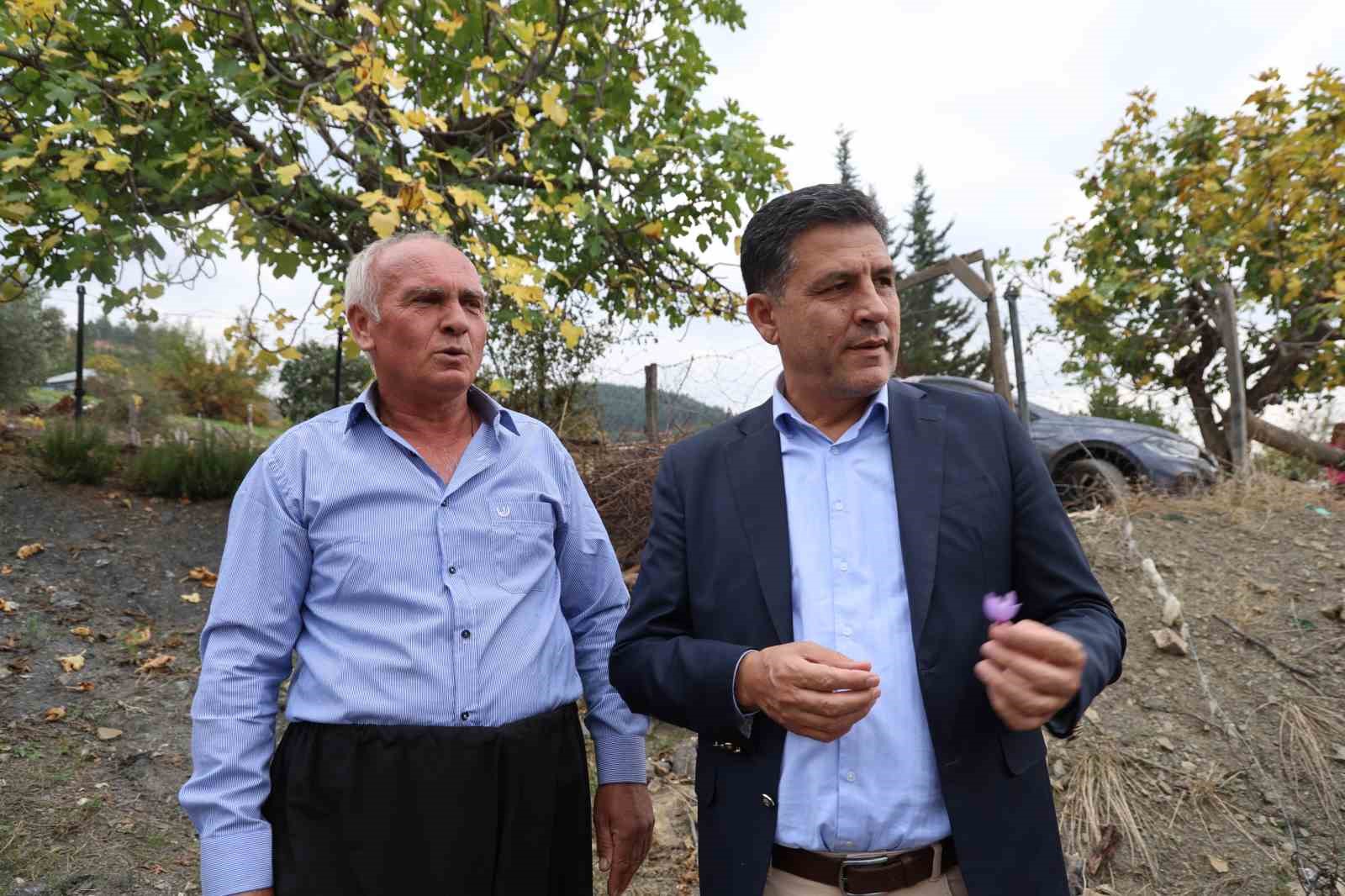 dunyanin en pahali baharati safran adanada hasat edildi 3 uYfjmycX